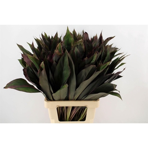 Cordyline Frut Royal Red 62cm