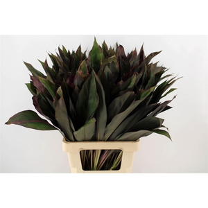 Cordyline Frut Royal Red 62cm