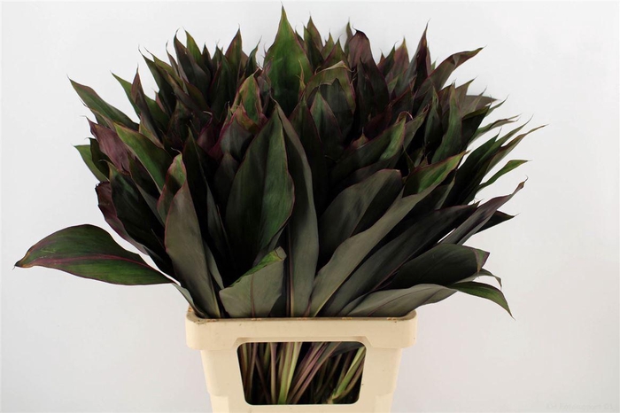 Cordyline Frut Royal Red 62cm