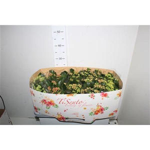 ** Kalan B Gardenlina ** Outdoor Gem **