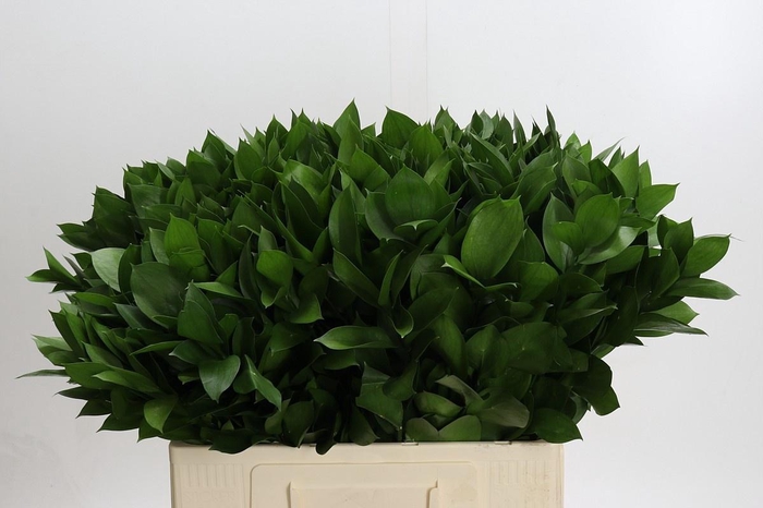 <h4>RUSCUS HYPOPHYLLUM</h4>