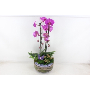 arr2 PL - Bose XL touw phal. lila