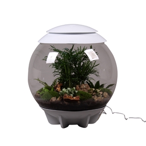 Terrarium XXL Exclusive wit met arrangement
