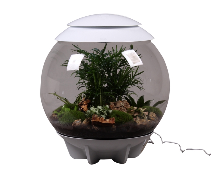 <h4>Terrarium XXL Exclusive wit met arrangement</h4>