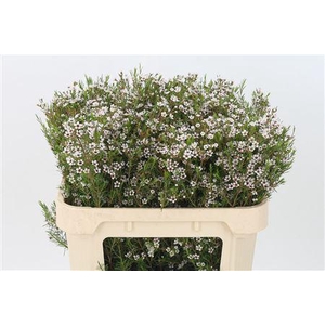 Chamelauc Snow Flake