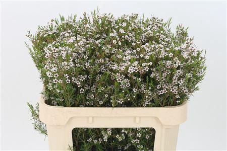 <h4>Chamelauc Snow Flake</h4>