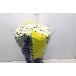 CRISANTEMO BOLA BELGA P20 BRANCO