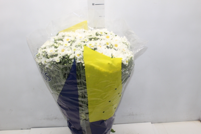 <h4>CRISANTEMO BOLA BELGA P20 BRANCO</h4>