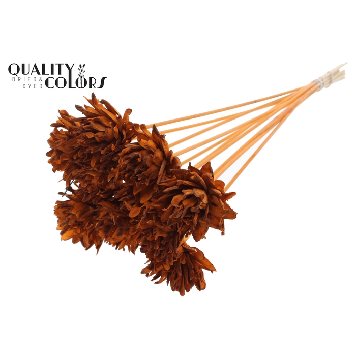 <h4>Shola Slice Pine 6cm on stem Terracotta</h4>
