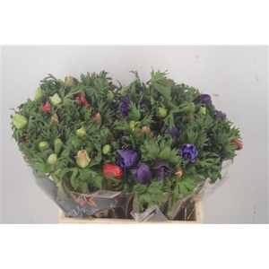 Anemone Galil Mixed In Bunch