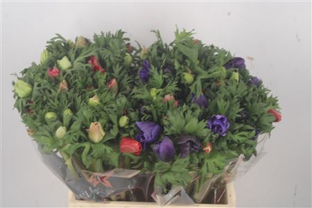 <h4>Anemone Galil Mixed In Bunch</h4>