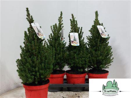 <h4>Picea Gl Perfecta</h4>