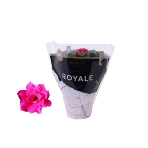 Kalanchoe blos. 'RosDon Victorio'