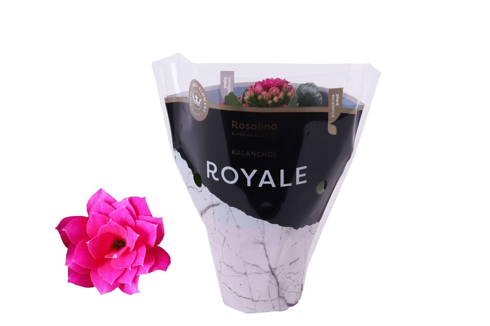 <h4>Kalanchoe blos. 'RosDon Victorio'</h4>