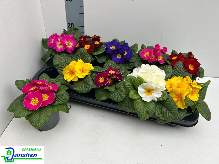 PRIM ACAULIS GEMENGD