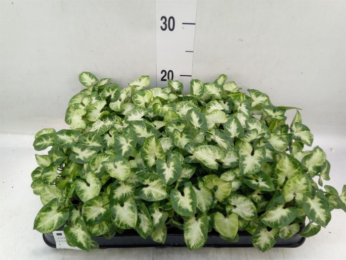 <h4>Syngonium  'Pixie'</h4>