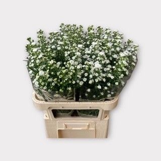 <h4>AST POMPON</h4>