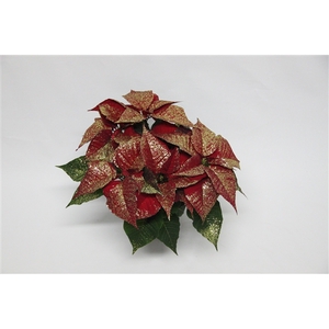 Poinsettia christmas Universe goud glitter