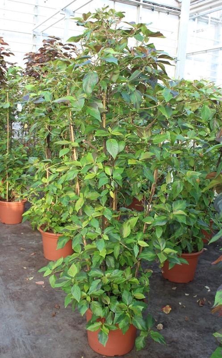 <h4>Acalypha wilkesiana</h4>