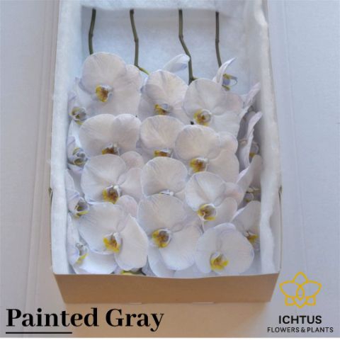 <h4>Phalaenopsis Coloured Gray 7-9</h4>