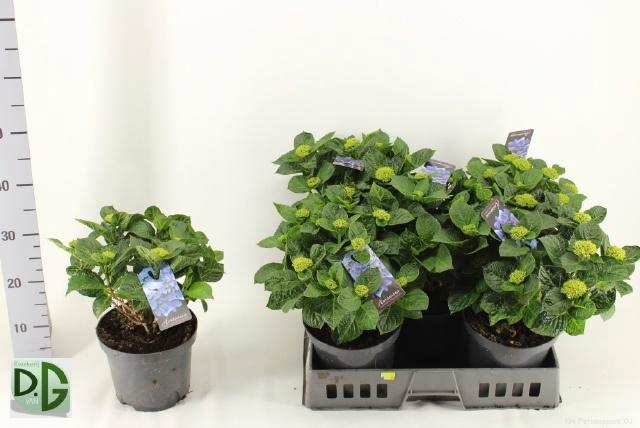 <h4>HYDR M ANDA</h4>