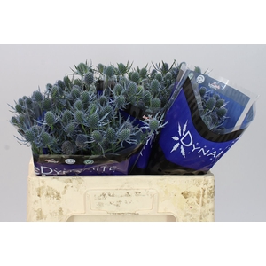 Eryngium Blue Dynamite