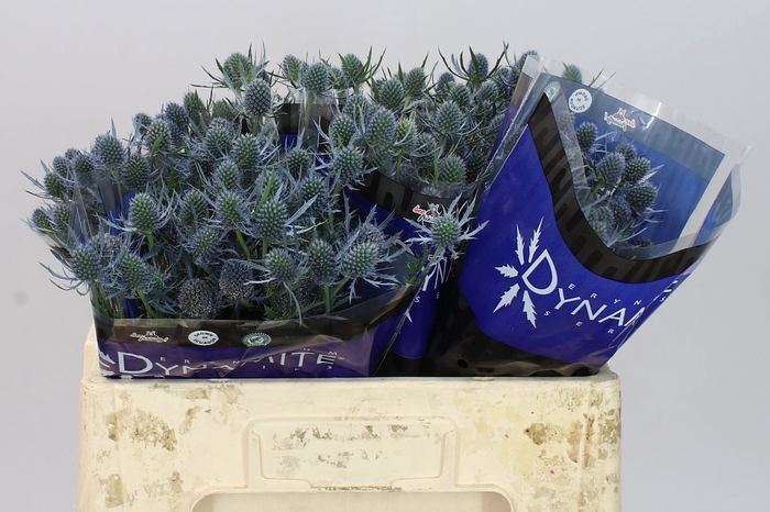 <h4>Eryngium Blue Dynamite</h4>