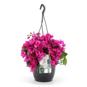 Bougainvillea 'Sanderiana' hangpot paars