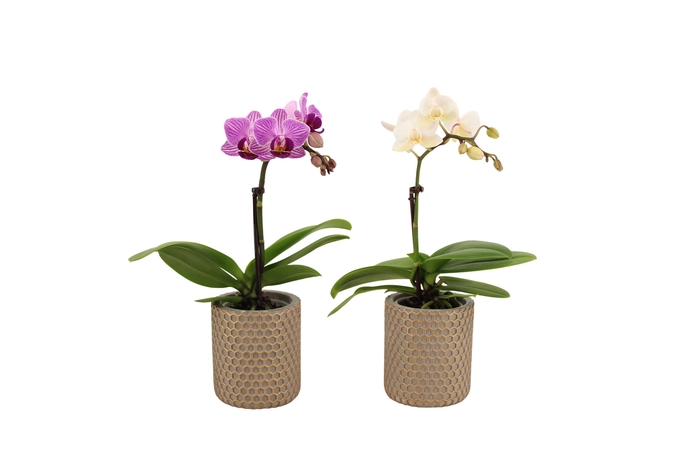 <h4>Joyce Tiny Dolls Mix 1T7+ Aqu@</h4>