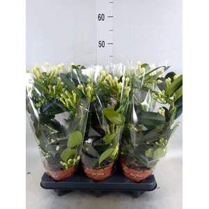 Stephanotis floribunda   ...