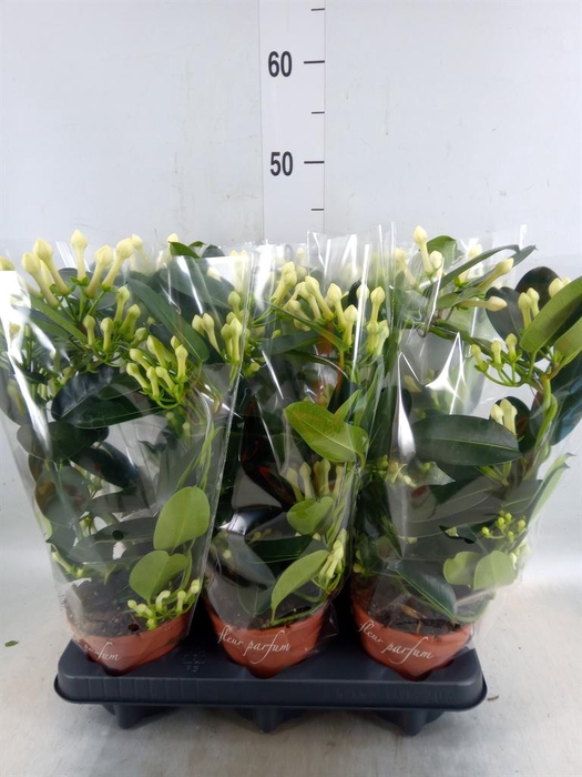 <h4>Stephanotis floribunda   ...</h4>