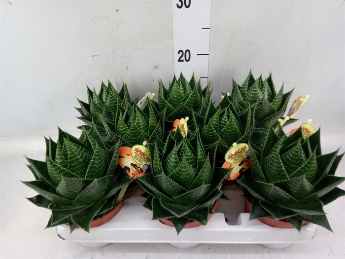 <h4>Aloe aristata 'Cosmo'</h4>