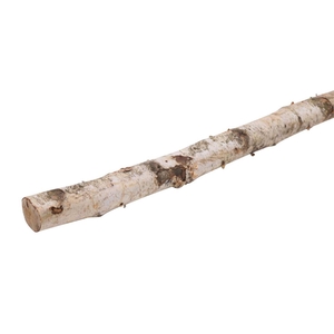Birch Stem 4-6cm L150