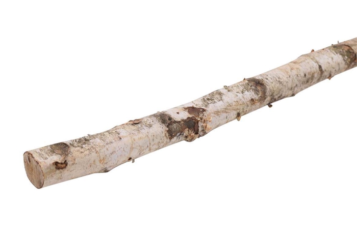 <h4>Birch Stem 4-6cm L150</h4>
