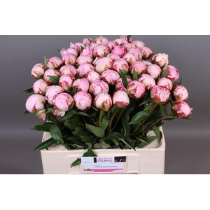 Paeonia Sarah Bernhardt | Heavy Quality