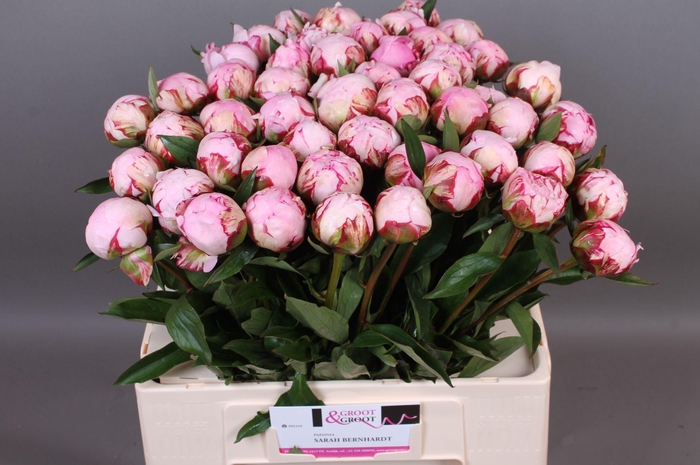 <h4>Paeonia Sarah Bernhardt | Heavy Quality</h4>