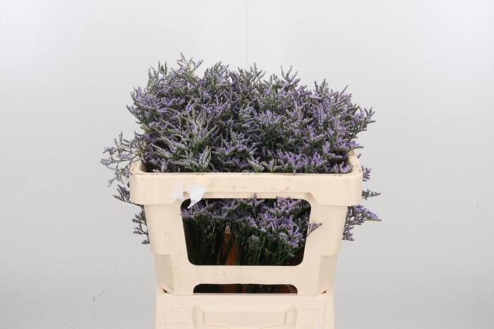 <h4>Lim Ov Skylight</h4>