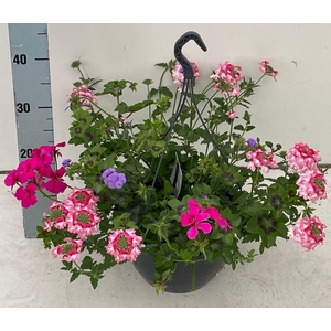 Perkpl Gem In Pot