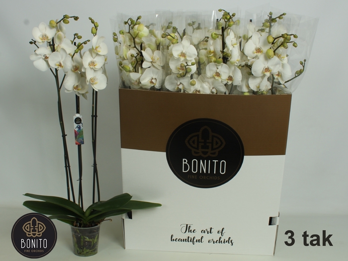 <h4>PHAL SILHOUETTE</h4>
