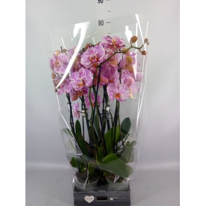 Phalaenopsis  'Ismaeli'