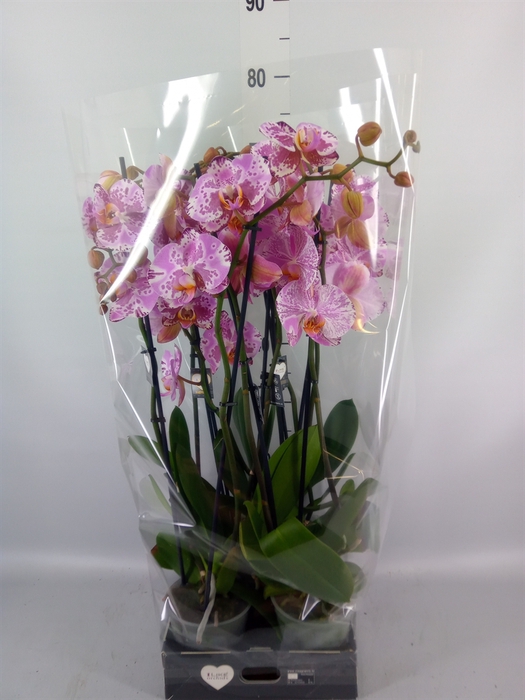 <h4>Phalaenopsis  'Ismaeli'</h4>
