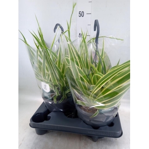 Chlorophytum com. 'Vittatum'