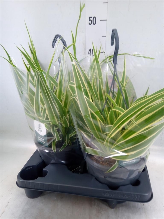 <h4>Chlorophytum com. 'Vittatum'</h4>