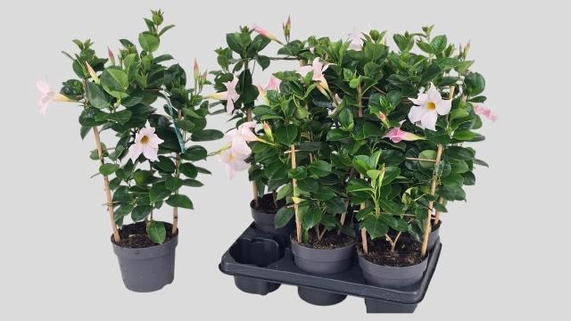 <h4>MANDE SUN CR PINK</h4>