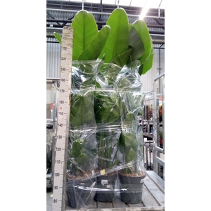 Strelitzia nicolai