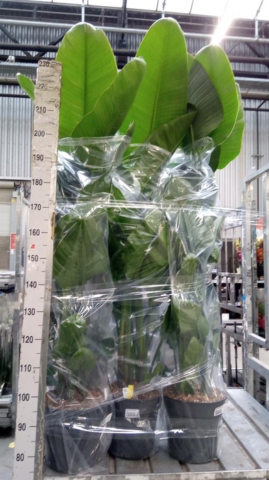 <h4>Strelitzia nicolai</h4>