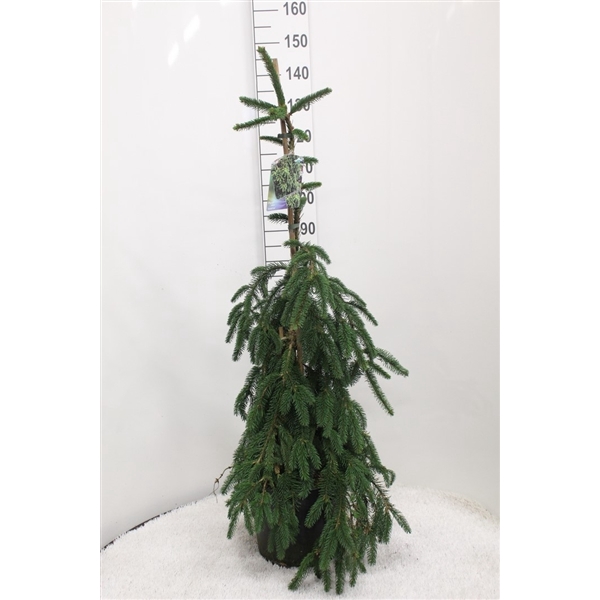 <h4>Picea abies 'Inversa' P30 potgekweekt</h4>