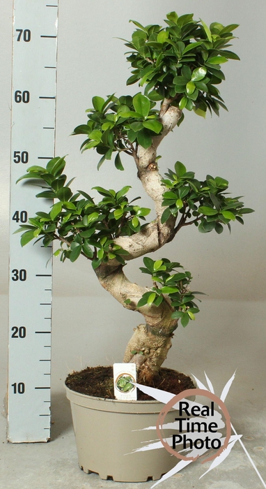 <h4>FIC MI GINSENG</h4>