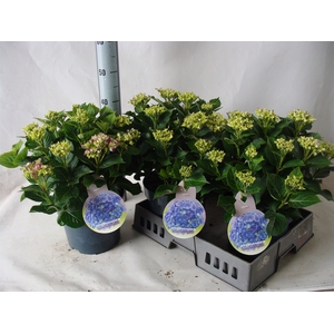 Hydrangea mac.
