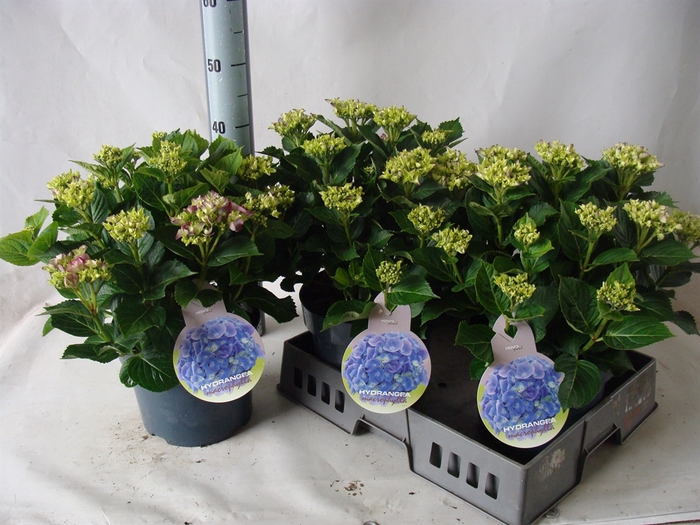<h4>Hydrangea mac.</h4>